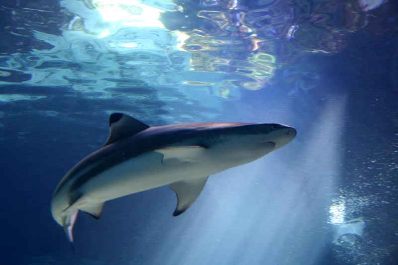 Killikus&reg; Fotographie